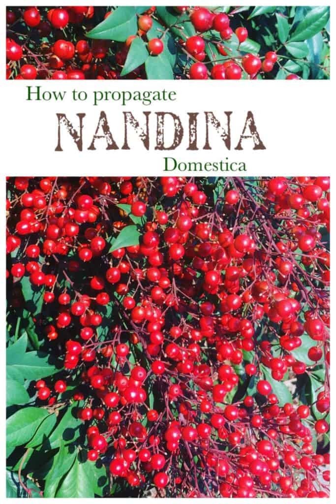Propagate nandina domestica-Dwarf sacred bamboo- Using seed