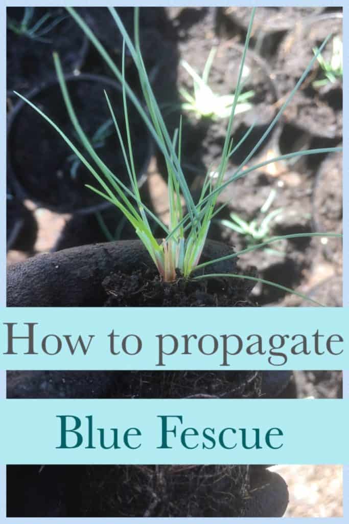 Propagate blue fescue-Festuca glauca