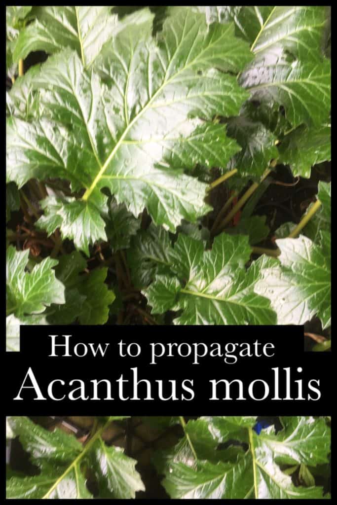 Propagate acanthus mollis- oyster plant