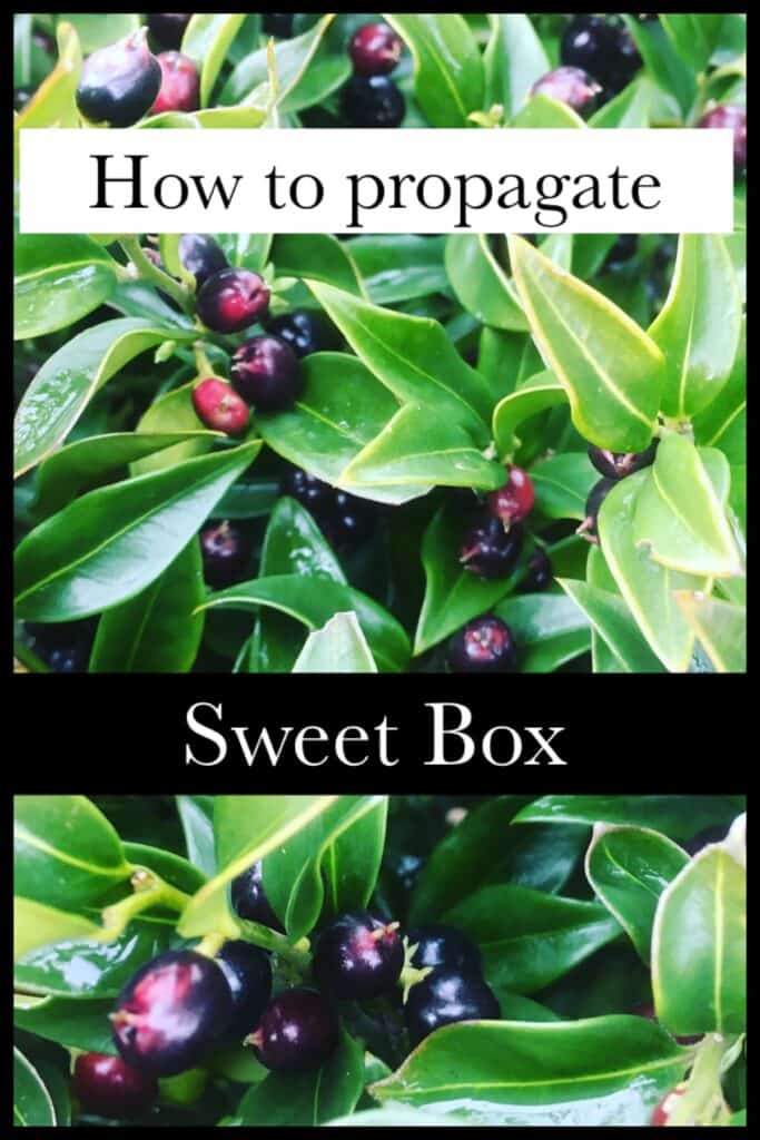 Propagate sweet box