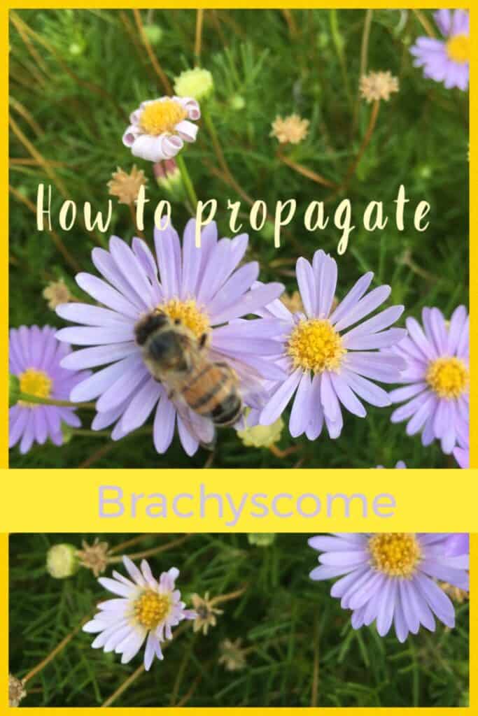 Propagate brachyscome