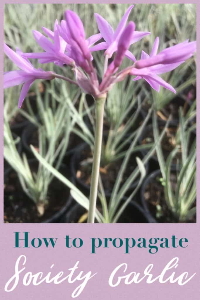 Propagate society garlic