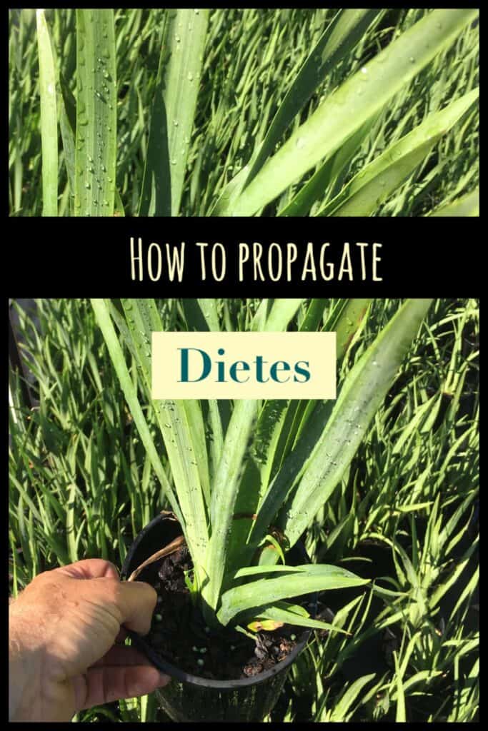 Dietes propagation