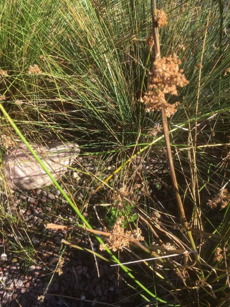 DIY Grey Water Wetland