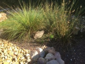 DIY Grey Water Wetland