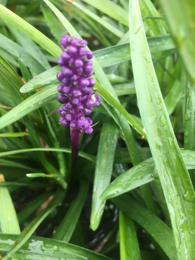 Liriope muscari-Royal Purple-Lilyturf-border grass-monkey grass