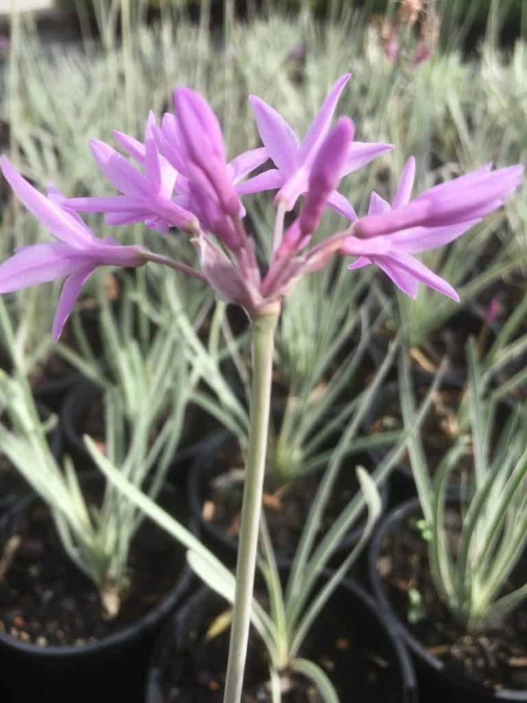 Tulbaghia-violacea-‘variegata’-Variegated-society-garlic