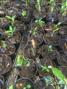 Freshly potted Syzygium australe seedlings