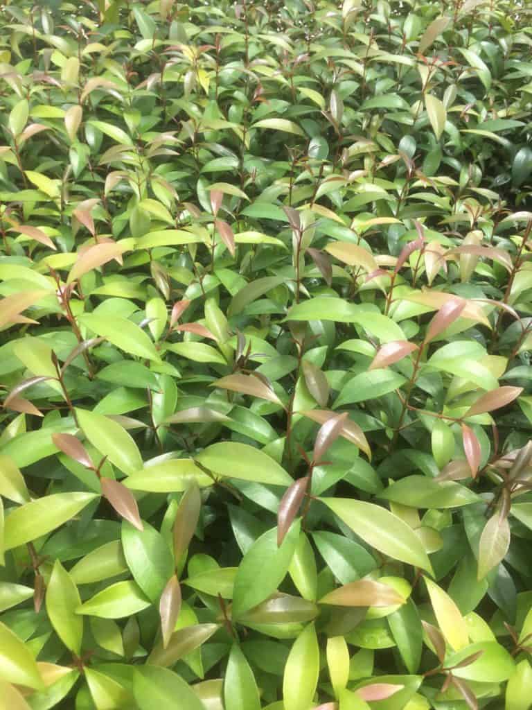 Young syzygium australe plants