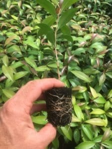 Young syzygium australe plants ready for the garden