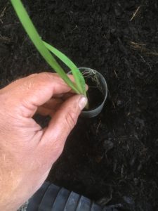 Potting Dietes seedlings