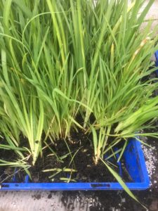 Dietes seedlings