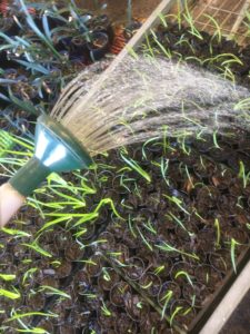 Watering Dietes seedlings