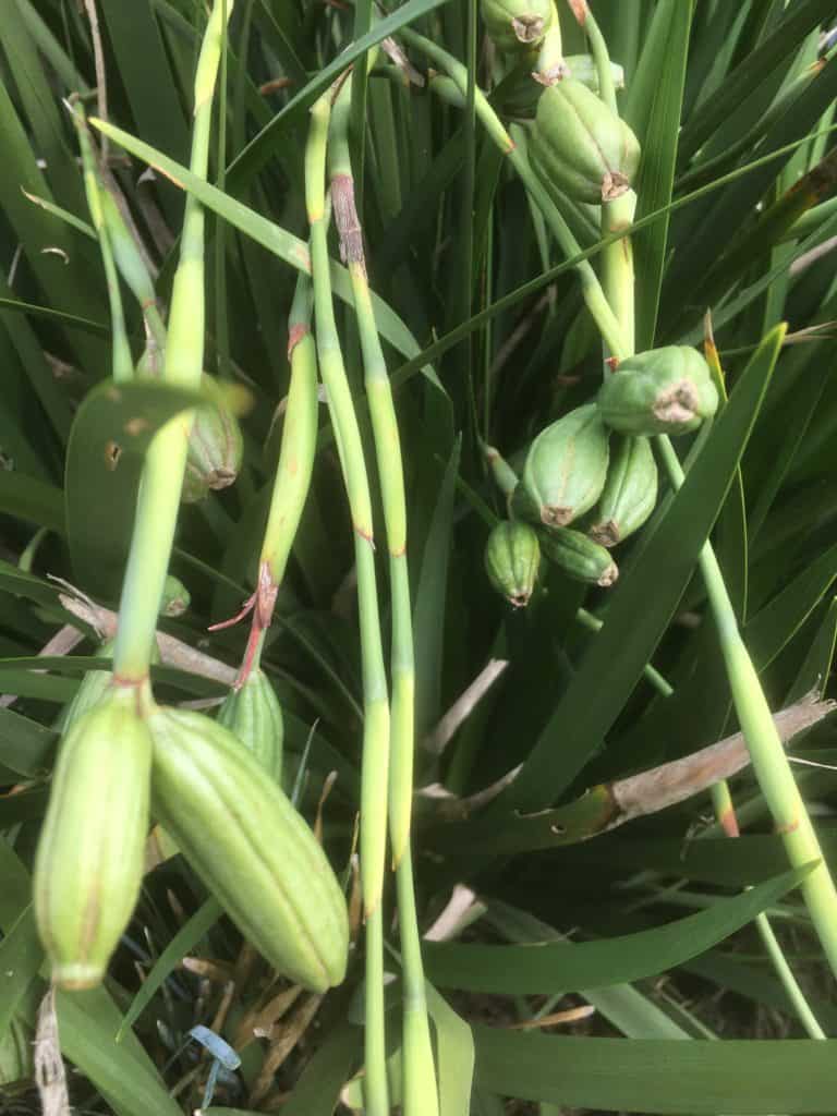 Dietes seed pods on the plant