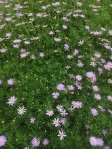 brachyscome-multifida-cut-leaf-daisy