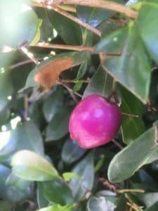 Ripe syzigium australe berry