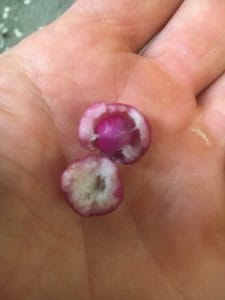 Seed inside Ripe syzigium australe berry