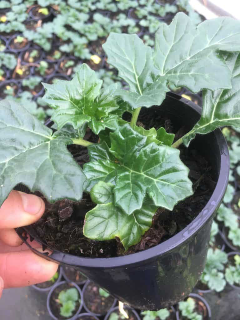Acanthus mollis- Oyster plant-grown via root cuttings