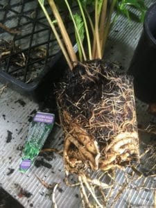 Propagate Acanthus mollis. Root cuttings