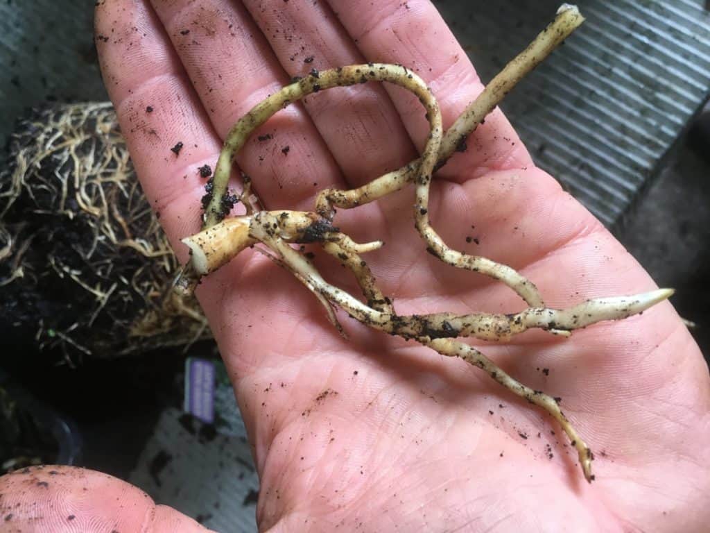 Acanthus mollis- root cuttings