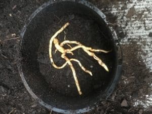 Acanthus mollis- root cuttings