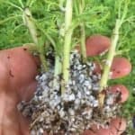 Single White Daisy -Argyranthemum frutescens-struck roots-propagation-everydaywits