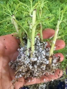 Single White Daisy -Argyranthemum frutescens-struck roots-propagation-everydaywits