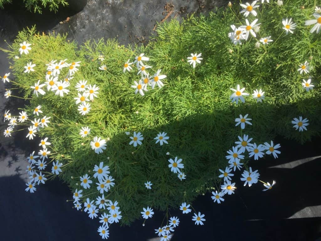 Single White Daisy -Argyranthemum frutescens