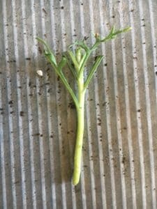 Single White Daisy -Argyranthemum frutescens-cutting-everydaywits