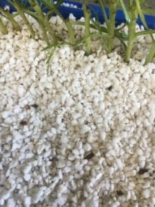 Single White Daisy -Argyranthemum frutescens-propagation-everydaywits