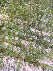 Single White Daisy -Argyranthemum frutescens-propagation-everydaywits