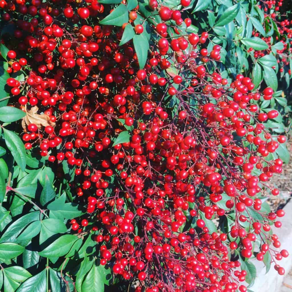 Nandina domestica berries