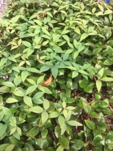 Nandina Domestica Seedlings