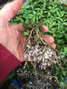 Nandina Domestica Seedlings