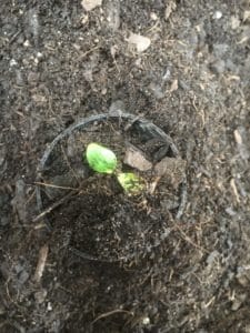 Potting Nandina Domestica Seedlings