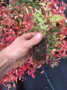 Nandina Domestica Seedlings ready for the garden