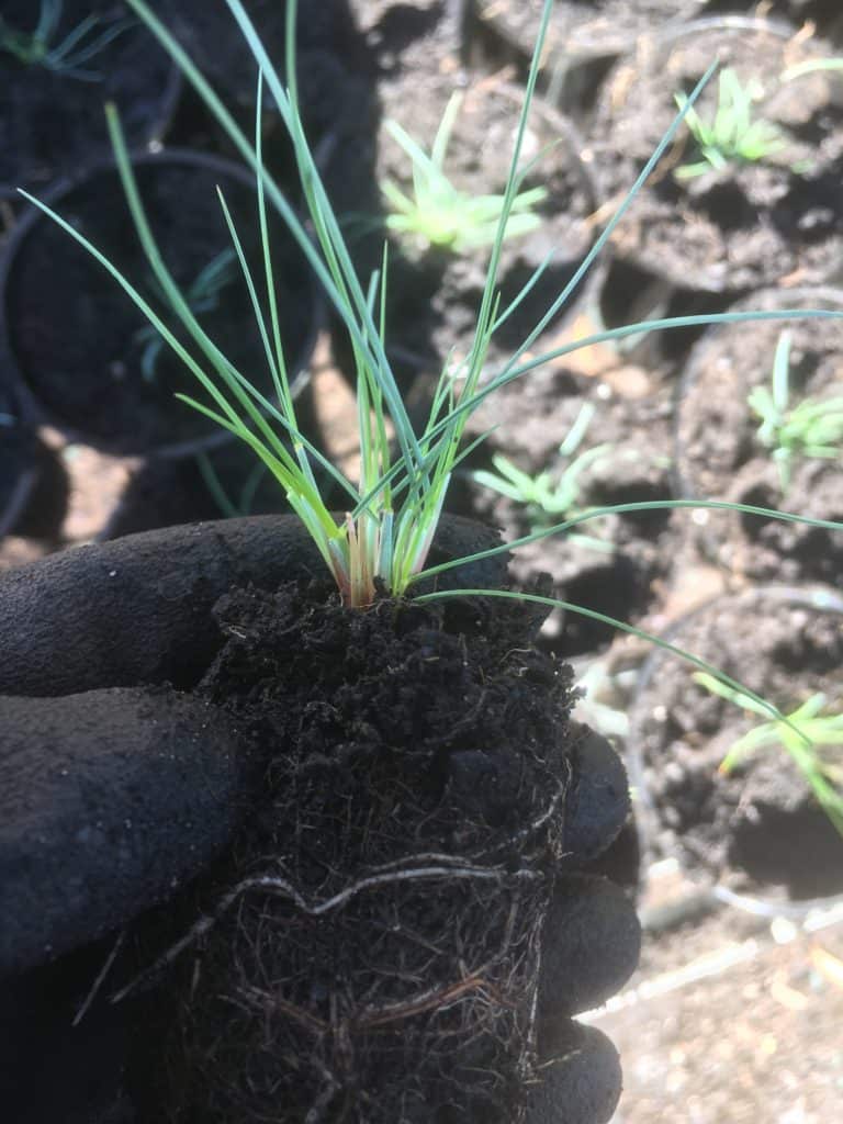 Blue fescue- Festuca glauca-Propagation-Everydaywits