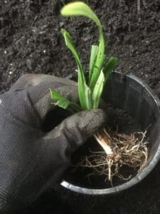 potting-liriope-muscari-Samantha-everydaywits