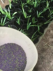 potting-liriope-muscari-Samantha-fertilizer