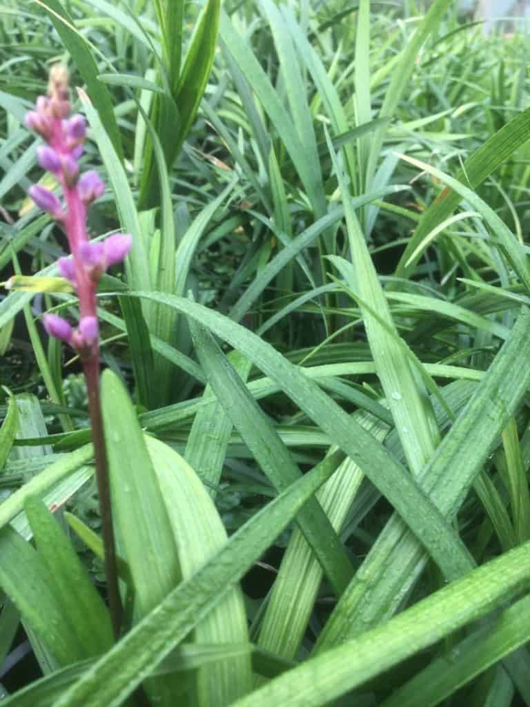 Lririope samantha-Lilyturf-border grass-monkey grass