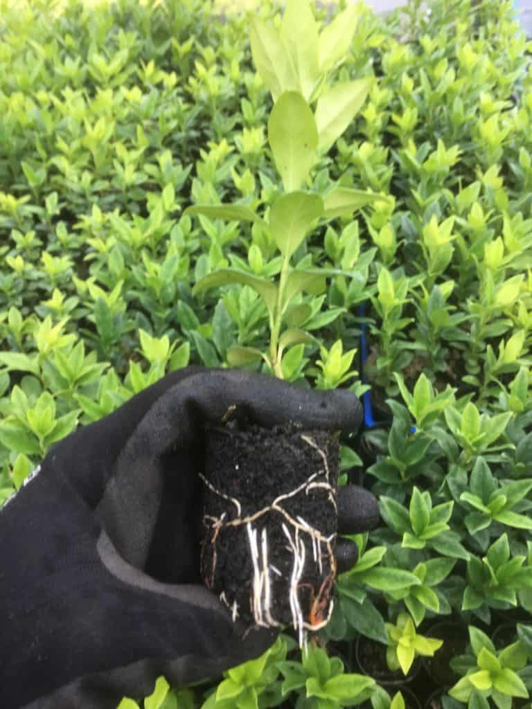 young sweet box plants ready for the garden