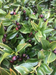 Sweet box with ripe berries