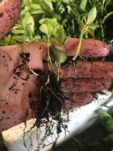 sweet box seedlings