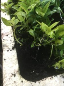 sweet box seedlings