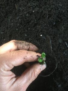 potting sweet box seedlings