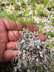 Coleonema Pulchrum Aurea-Golden diosma-rooted cuttings-everydaywits-propagating