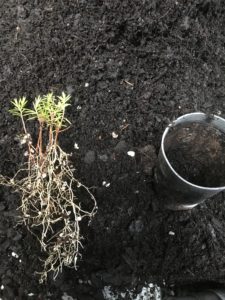 Coleonema Pulchrum Aurea-Golden diosma-potting cuttings-everydaywits