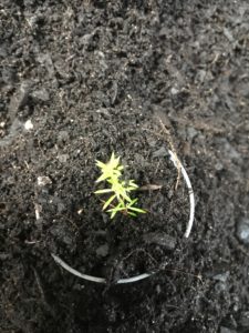 Golden diosma-Coleonema Pulchrum Aurea-potted cutting-everydaywits