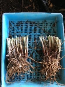 Tulbaghia-violacea-‘variegata’-Variegated-society-garlic-clump-divided-propagating-everydaywits