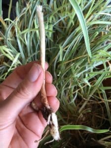 Tulbaghia-violacea-‘variegata’-Variegated-society-garlic-plant-propagation-everydaywits